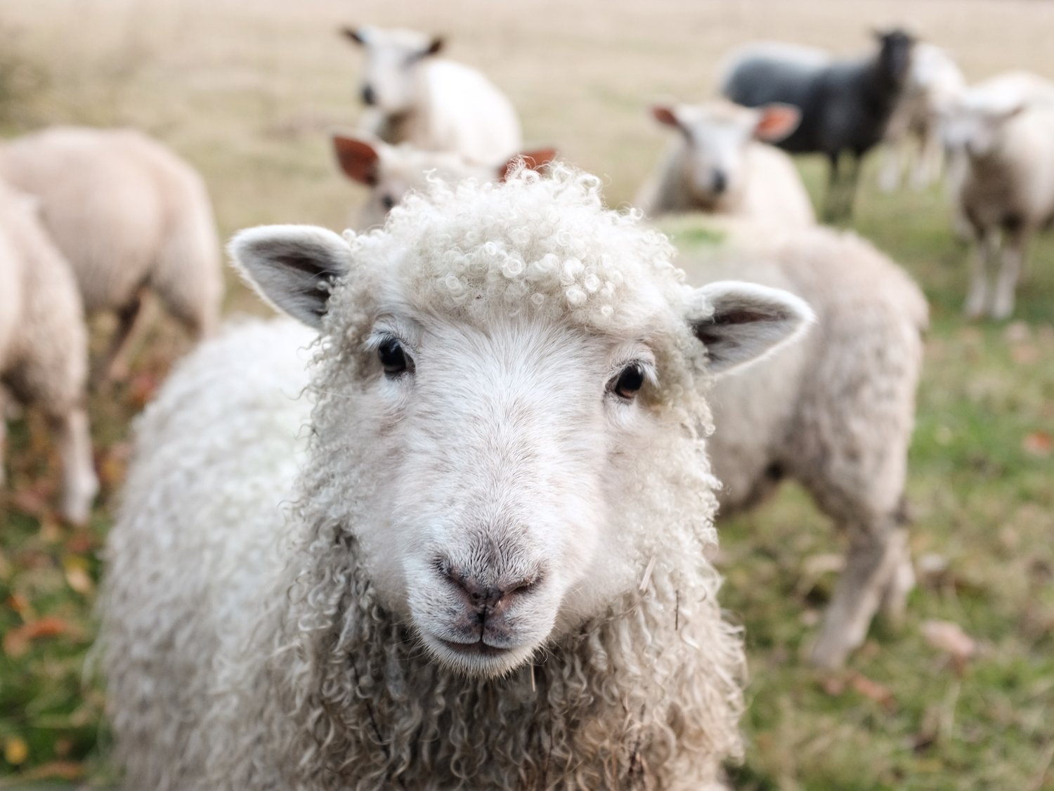On Sunday, May 15, Apple Pond's Sonja Hedlund will introduce participants to her sheep and share her knowledge about the pleasures, hassles and benefits of raising sheep, and what you need to know before you start.